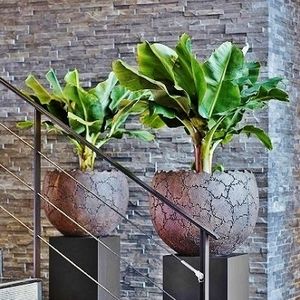 pianta ornamentale bonsai