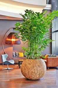 pianta ornamentale bonsai