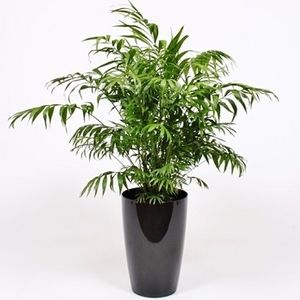 pianta ornamentale palme