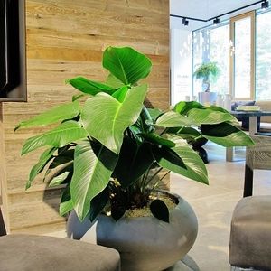 giardino indoor per ufficio