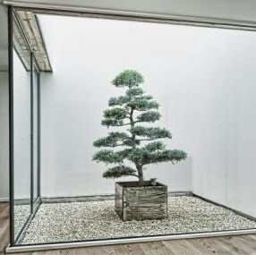 pianta ornamentale bonsai