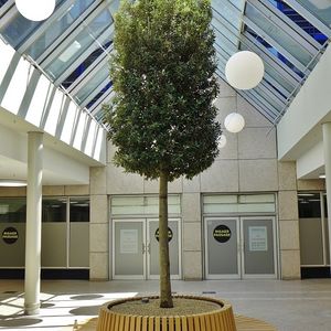 pianta ornamentale per il centro commerciale
