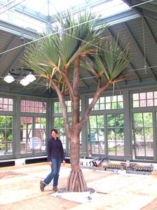 pianta ornamentale per giardino d'inverno