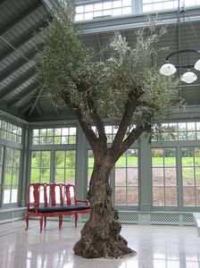 pianta ornamentale per giardino d'inverno