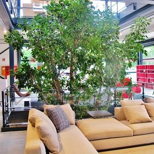 pianta ornamentale ficus