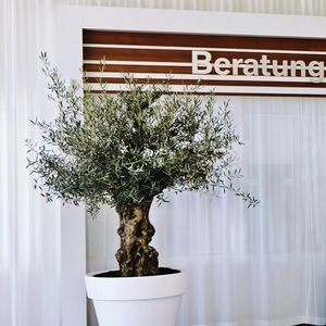 pianta ornamentale bonsai