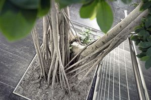 pianta ornamentale ficus