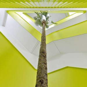 pianta ornamentale palme