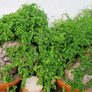 pianta ornamentale bonsai