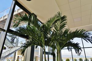 pianta ornamentale palme