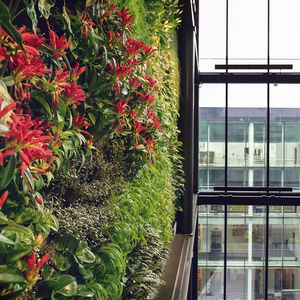 giardino verticale di piante viventi