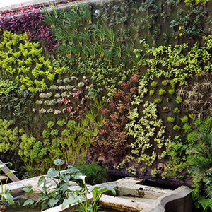parete vegetale di piante viventi