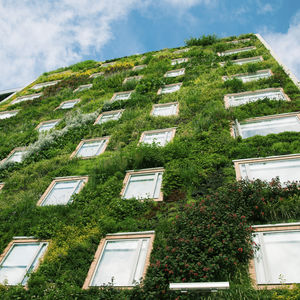 parete vegetale di piante viventi