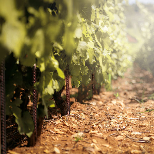 Sostegno per piante in acciaio COR-TEN® - VINEYARDS PAN®-PROPS - Defim Orsogril - picchetto / per applicazioni agricole