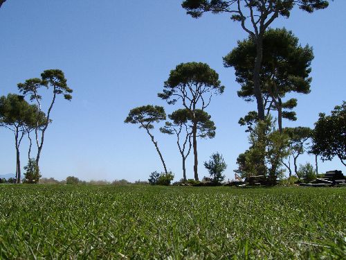Prato naturale - PARK COMPOMED   - COVERGARDEN - in rotoli