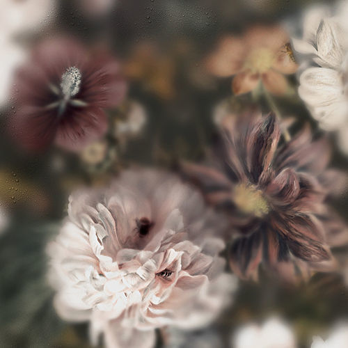 Carta da parati contemporanea - BLOSSOM DARK - Devon&Devon - con motivi floreali / aspetto tessuto / multicolore