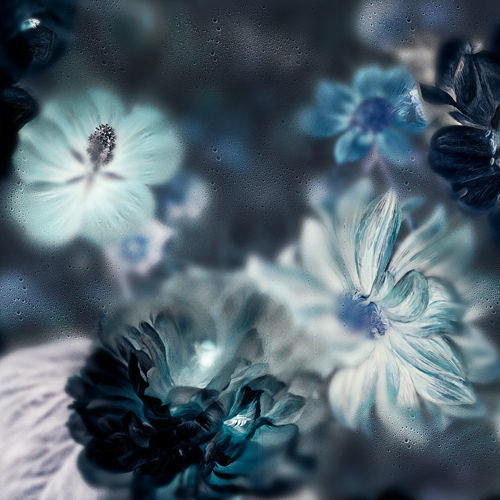 Carta da parati contemporanea - BLOSSOM INVERTED - Devon&Devon - con motivi floreali / aspetto tessuto / blu