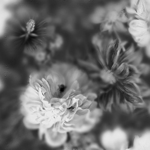 Carta da parati contemporanea - BLOSSOM BLACK&WHITE - Devon&Devon - con motivi floreali / aspetto tessuto / grigia