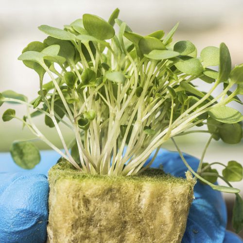 Substrato colturale lana minerale - AO PLUG - GRODAN - tappo / per l'agricoltura biologica