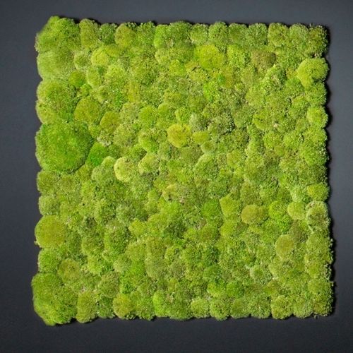 Parete vegetale stabilizzata - POLEMOSS - VGnewtrend - su misura / in pannelli modulari / naturale