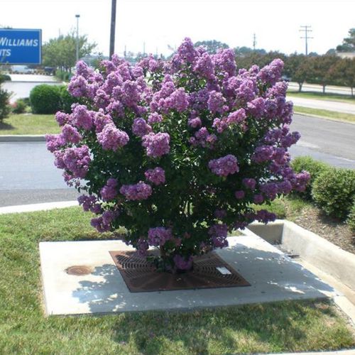 Griglia per alberi quadrata - FILTERRA®  - Contech - in calcestruzzo