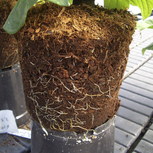 Substrato colturale fibra di cocco - CD - JIFFY - sfuso / per fiori / per l'agricoltura biologica