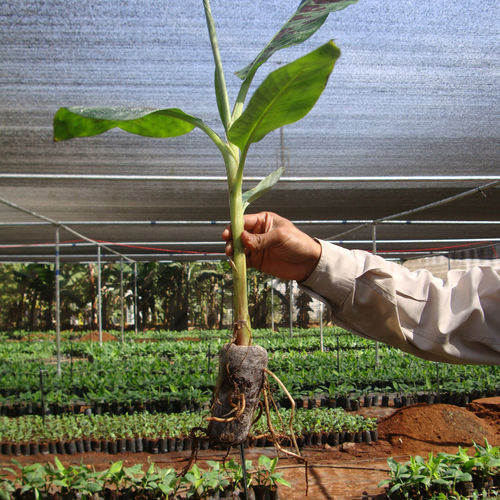 Substrato colturale fibra di cocco - 7C - JIFFY - torba / sfuso / per l'agricoltura biologica