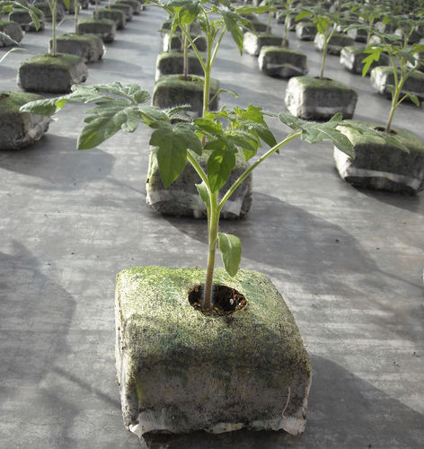 Substrato colturale torba - PREGRO - JIFFY - sfuso / compatto