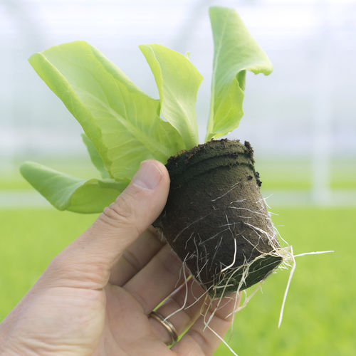 Substrato colturale torba - JIFFYPOT - JIFFY - sfuso / per l'agricoltura biologica / a nastro