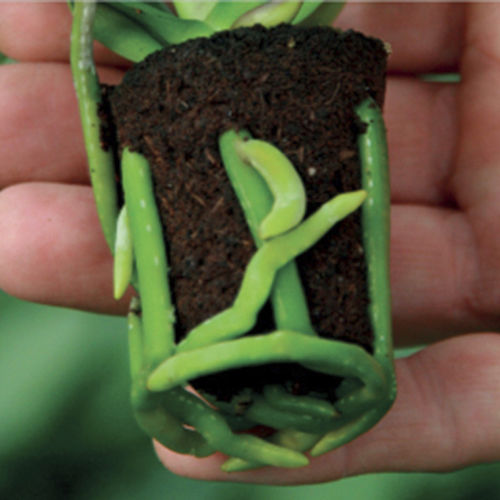 Substrato colturale torba - ORCHID  - JIFFY - tappo / compatto