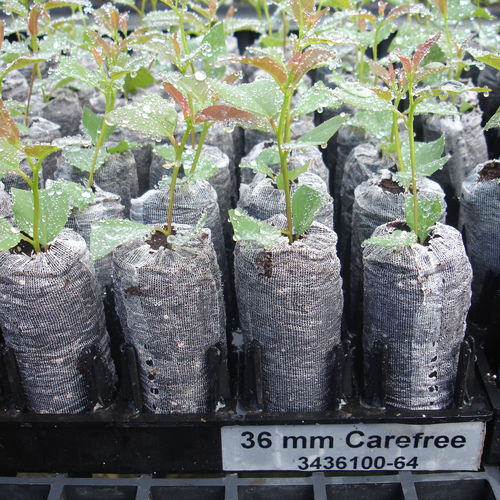Substrato colturale torba - CAREFREE - JIFFY - tappo