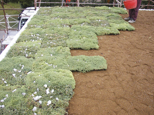 Prato naturale - GEODREIN - poliflor - a quadrotte / per giardino