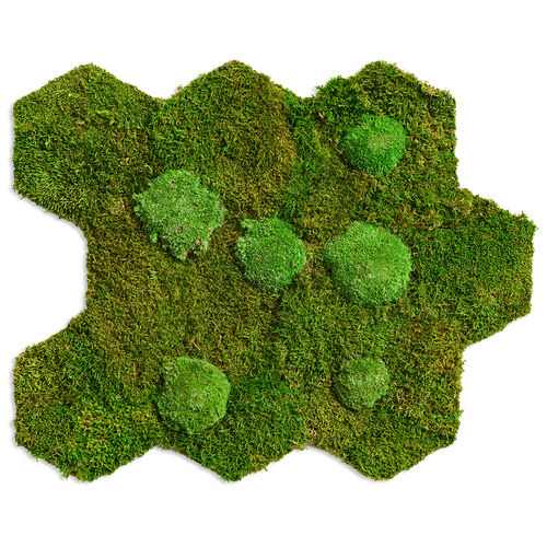 Quadro vegetale stabilizzato - FOREST AND POLEMOSS - FlowerArt GmbH - in muschio / naturale / da interno