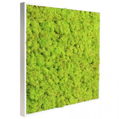 Quadro vegetale stabilizzato - PYT Audio - naturale / in fogliame / in lichene