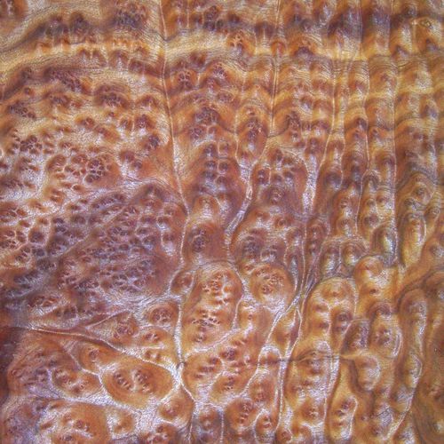Tranciato in legno - CAMPHOR BURL - SCHORN&GROH
