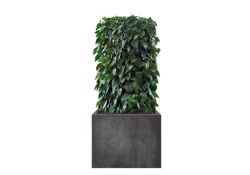 Parete vegetale da interno - PHILODENDRON  - Artaqua - con struttura modulare