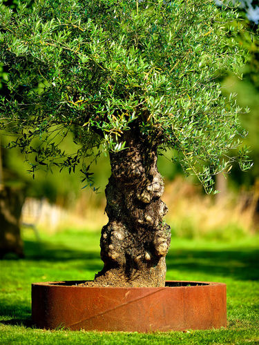 Fioriera in acciaio COR-TEN® - BACS DE JARDINAGE - PK70 - rettangolare / quadrata / semitonda