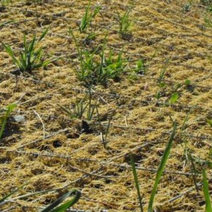 Geogriglia antierosione - ES FLEX PLUS - Sytec - per strada / per opere civili