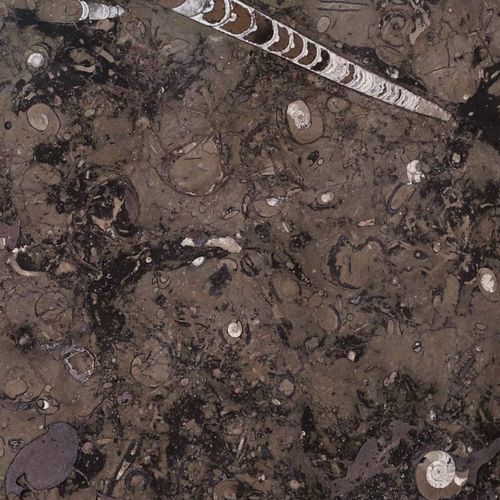 Piastrella in marmo - FOSSIL BROWN - Elite Stone - da interno / da parete / per pavimento