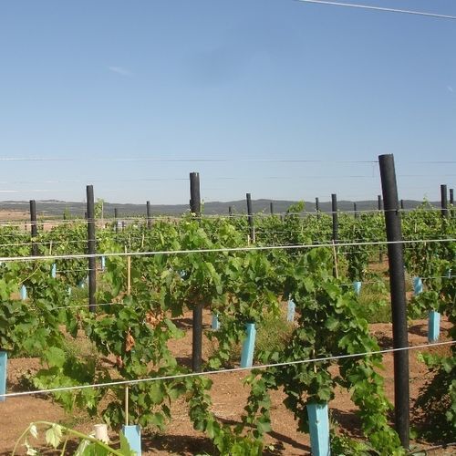 Sostegno per piante in plastica - Extruplas - picchetto / per applicazioni agricole / antiurto