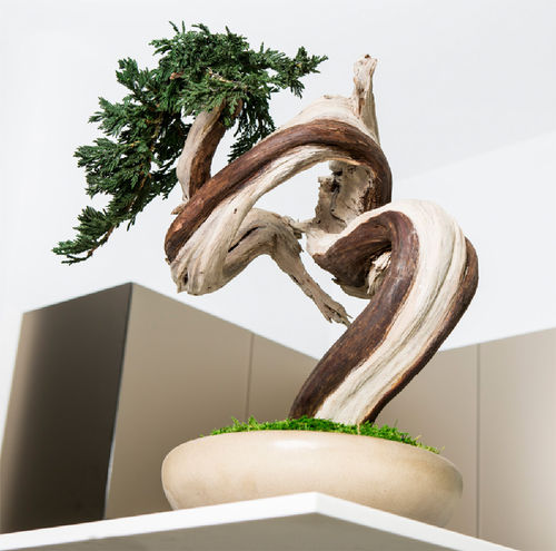 Pianta ornamentale stabilizzata - SHAPES-SINUOUS TREE - Greenarea - bonsai / di piccole dimensioni / di misura media