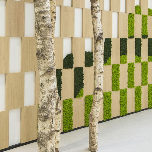 Tronco in legno - CUSTOM &middot; MOSS&amp;PLANTS &middot; MID : BIRCH TRUNKS - Greenarea