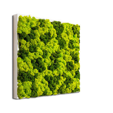 Quadro vegetale stabilizzato - PAINTINGS OF LICHEN MIX® - BM PIANTE STABILIZZATE - in muschio / naturale / da interno