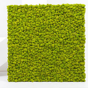Parete vegetale in pannelli modulari - PANEL MOSS LICHEN - BM PIANTE STABILIZZATE - naturale / in muschio / da interno