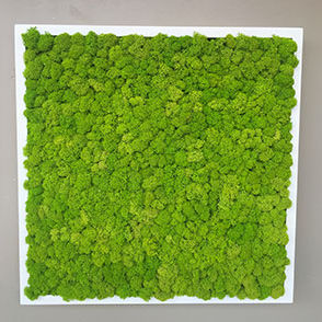 Parete vegetale stabilizzata - LICHEN FRAMEWORKE - BM PIANTE STABILIZZATE - in pannelli modulari / naturale / da interno