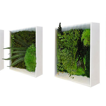 Quadro vegetale stabilizzato - MINI VEGETAL FRAMEWORK - BM PIANTE STABILIZZATE - in muschio / in fogliame / da interno