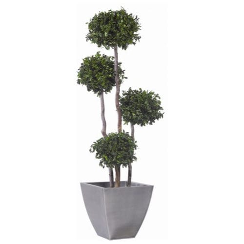 Pianta ornamentale stabilizzata - PITTOSPORUM - Végétal Indoor - di grandi dimensioni / da interno