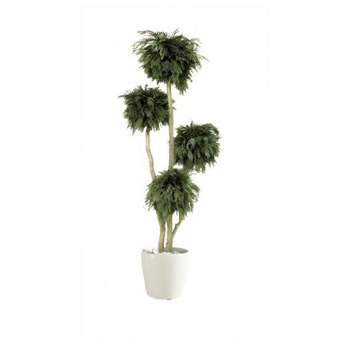 Pianta ornamentale stabilizzata - THUYA - Végétal Indoor - di grandi dimensioni / da interno