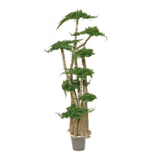 Pianta ornamentale stabilizzata - JUNIPERUS - Végétal Indoor - bonsai / di grandi dimensioni / da interno