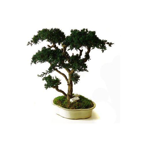Pianta ornamentale stabilizzata - JUNIPERUS GRAND - Végétal Indoor - bonsai / di misura media / da interno